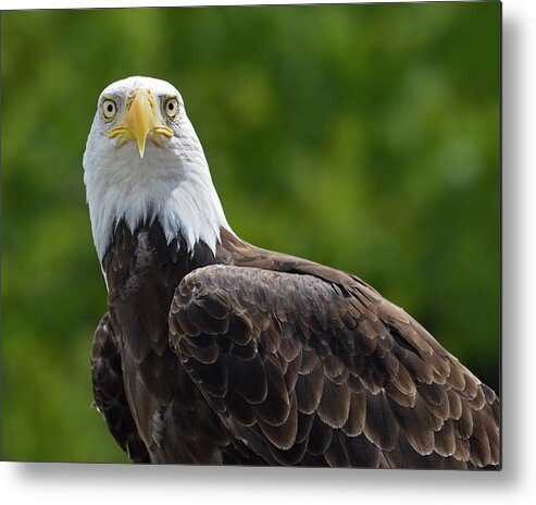 Bald Eagle Metal Print featuring the photograph Left Turn by Tony Beck