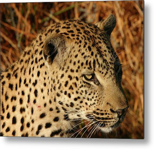 Cheetah Metal Print featuring the photograph Leopard by Michelle Halsey