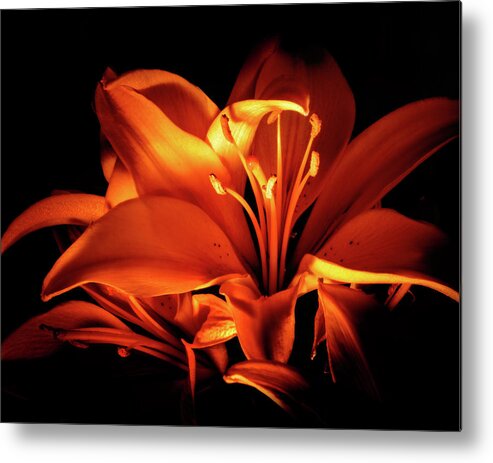 Flower Metal Print featuring the photograph Lighted Lily by Dean Ginther