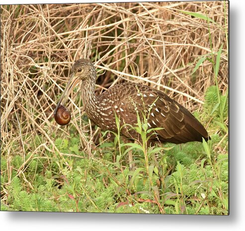 Limpkin Metal Print featuring the photograph Limpkin Eating an Apple Snail by Artful Imagery
