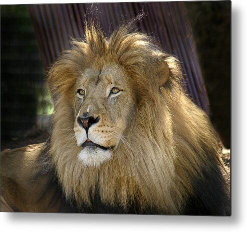 Zoo Metal Print featuring the photograph Lion by Anthony Jones