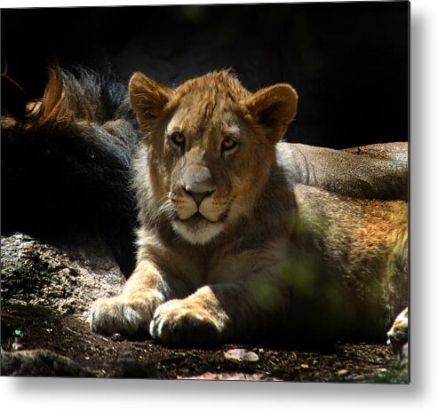 Lions Metal Print featuring the photograph Lion Cub by Anthony Jones