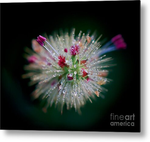 Droplets Metal Print featuring the photograph Little Drops 2 by Kerri Farley