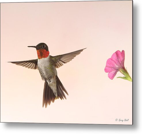 Nature Metal Print featuring the photograph Little Ruby by Gerry Sibell