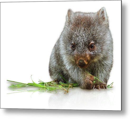 Australia Metal Print featuring the photograph Little Wombat by Benny Marty