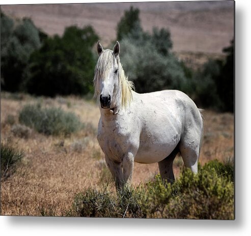 Wild Horses Metal Print featuring the photograph Living Legend by American Landscapes
