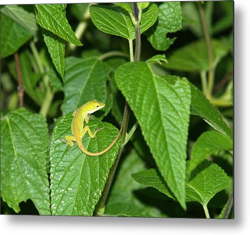 Lizard Metal Print featuring the photograph Lizard-2 by Charles Hite