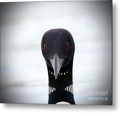 Loon Metal Print featuring the photograph Loon Stare by Peter Gray