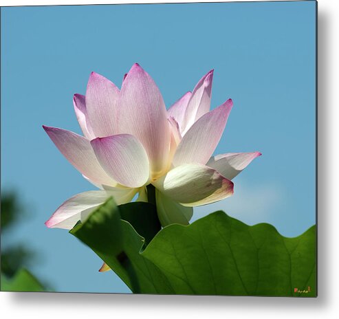 Lotus Metal Print featuring the photograph Lotus--Blue Sky i DL0104 by Gerry Gantt