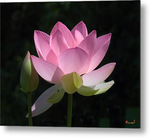 : Metal Print featuring the photograph Lotus Bud--Snuggle Bud DL005 by Gerry Gantt