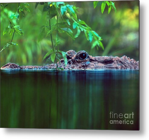 Alligator Metal Print featuring the photograph Louisiana Swimming Instructor by Ken Frischkorn