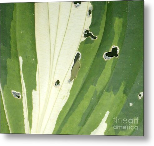 Plant Metal Print featuring the photograph Love Is Everywhere by Christina Verdgeline