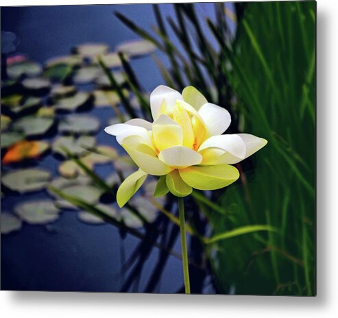 Lotus Metal Print featuring the photograph Lovely Lotus by Jessica Jenney