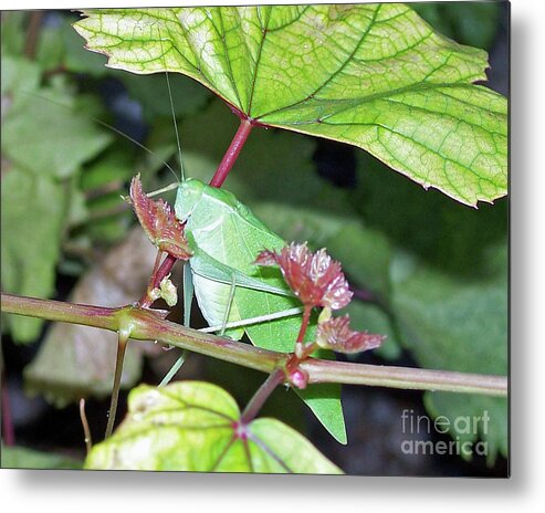 Praying Mantis Metal Print featuring the photograph Lunching at the Vine by Kelly Holm