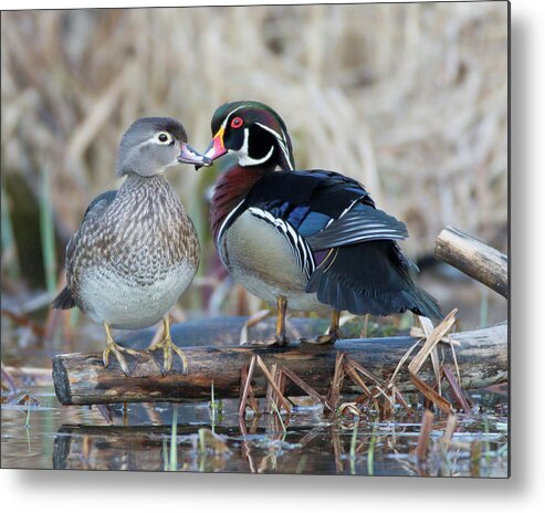 Nature Metal Print featuring the photograph Ma and Pa by Gerry Sibell