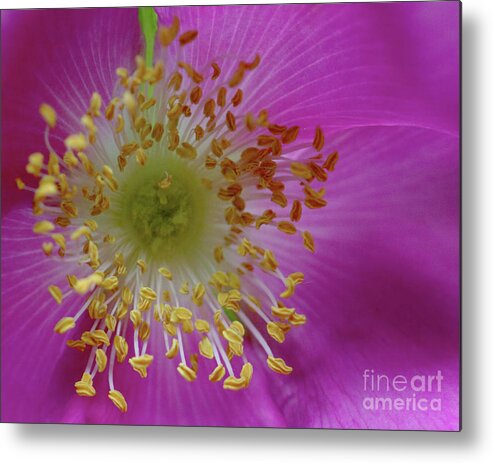  Metal Print featuring the photograph Macro Rosehip Bloom by Stephen Melia