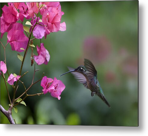 00429542 Metal Print featuring the photograph Magnificent Hummingbird Female Feeding by Tim Fitzharris