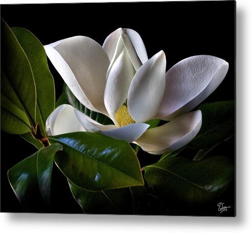 Flower Metal Print featuring the photograph Magnolia by Endre Balogh