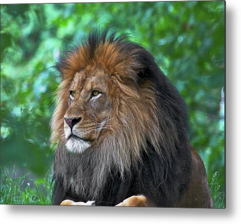Lion Metal Print featuring the photograph Majestic lion by Steve and Sharon Smith