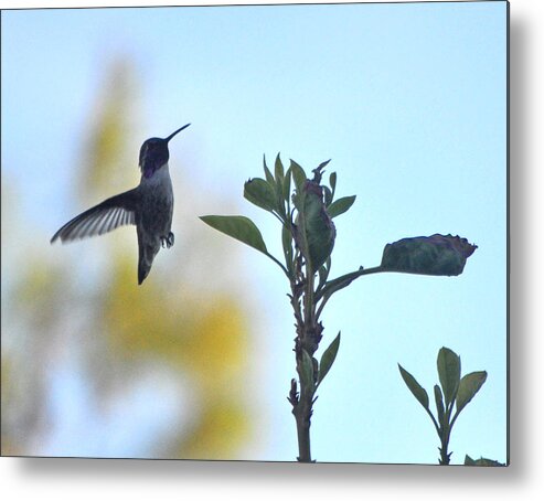 Animal Metal Print featuring the photograph Male Costa's Hummingbird Checking The Avocado Tree by Jay Milo