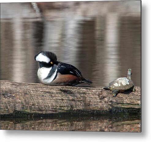 Nature Metal Print featuring the photograph Male Hooded Merganser Resting DWF0170 by Gerry Gantt