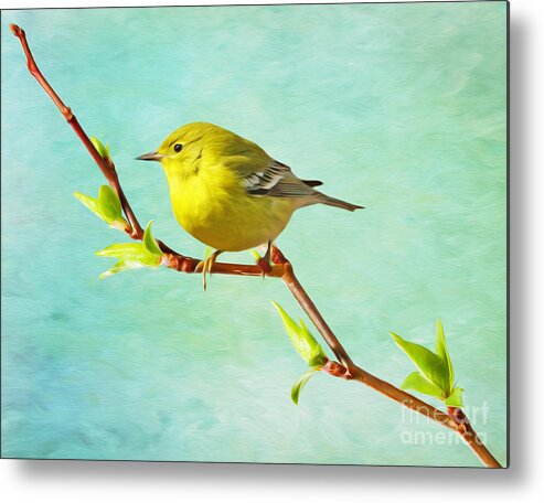 Pine Warbler Metal Print featuring the photograph Male Pine Warbler on Forsythia Branch by Laura D Young