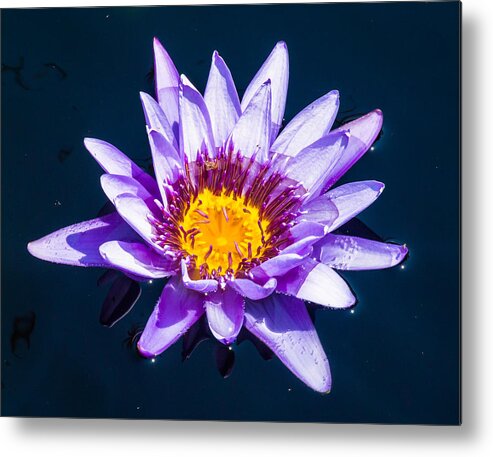 Water Lilly Metal Print featuring the photograph Surounded by Charles McCleanon