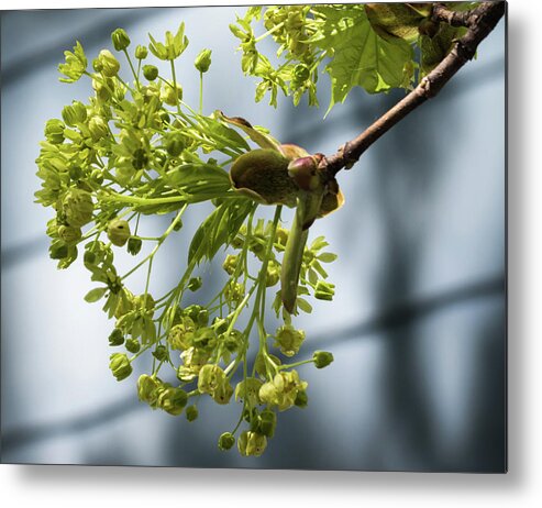 Maple Tree Flowers Metal Print featuring the photograph Maple Tree Flowers - by Julie Weber