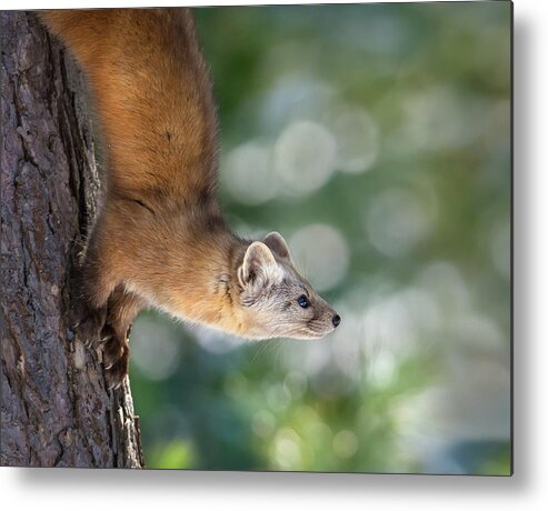 Algonquin Park Metal Print featuring the photograph Marten on Tamarack by Tracy Munson