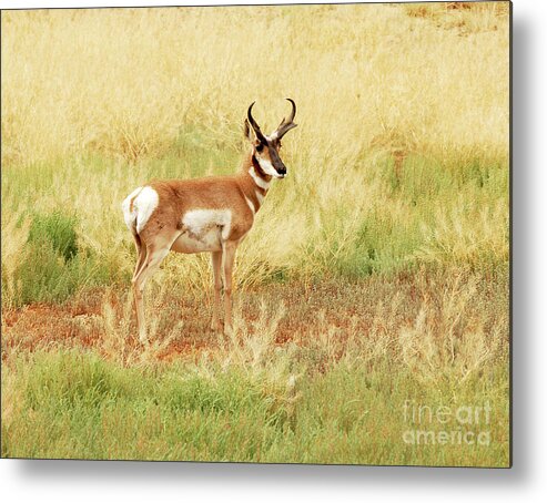 Antelope Metal Print featuring the photograph Meadow Pronghorn by Dennis Hammer