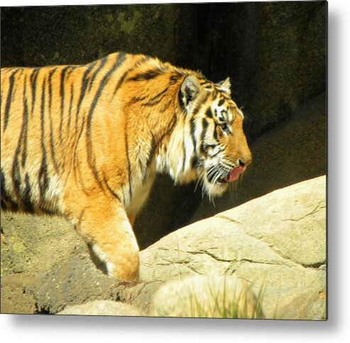 Tiger Metal Print featuring the photograph Meal Time by Sandi OReilly