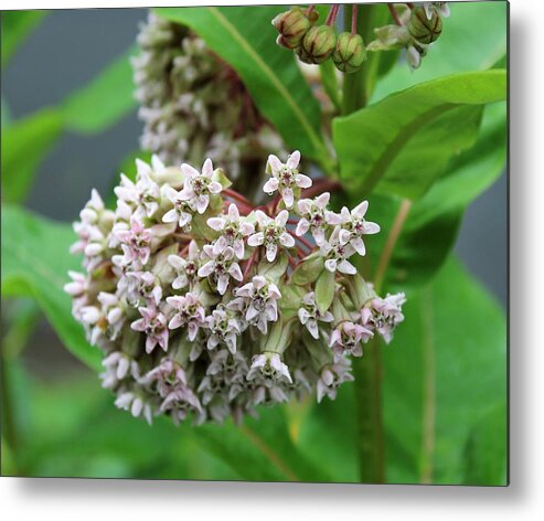 Wild Flowers Metal Print featuring the photograph Milkweed by Paul Meinerth