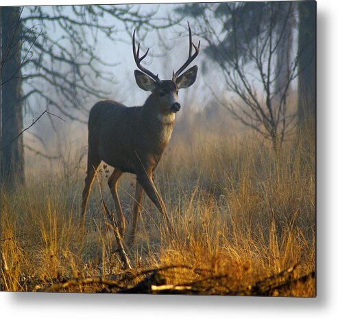 Deer Metal Print featuring the photograph Misty Morning Buck by Ben Upham III