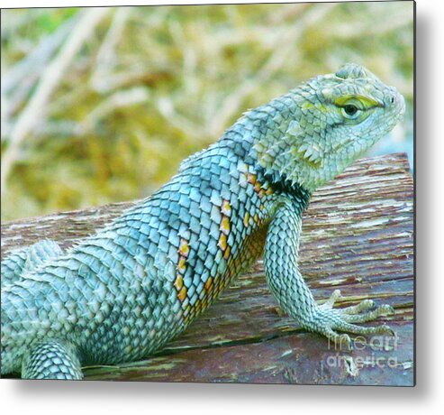 Lizard Iguana Metal Print featuring the photograph Mojave Speckled Iguana by J Marielle
