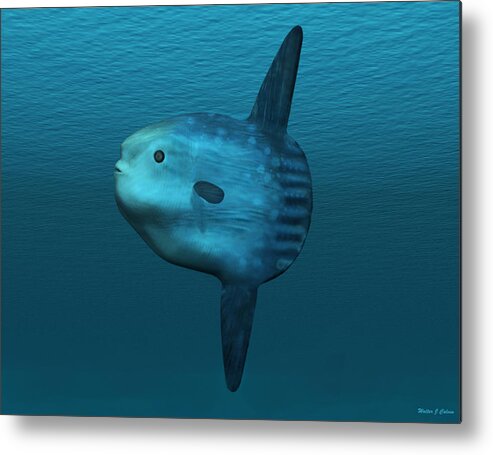 Mola Mola Metal Print featuring the digital art Mola Mola Ocean Sunfish by Walter Colvin