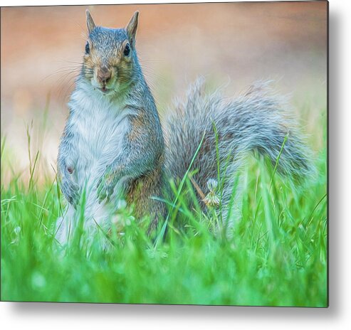 Mammal Metal Print featuring the photograph Momma Squirrel by Cathy Kovarik