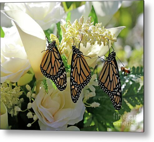 Monarch Butterfly Photo Metal Print featuring the photograph Monarch Butterfly Garden by Luana K Perez