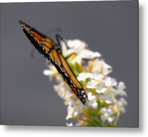Monarch Metal Print featuring the photograph Monarch by Juergen Roth