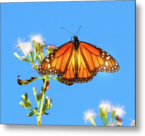 Monarch Metal Print featuring the photograph Monarch by Mark Andrew Thomas