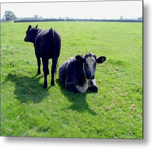 Cow Metal Print featuring the photograph Moo by Mindy Newman