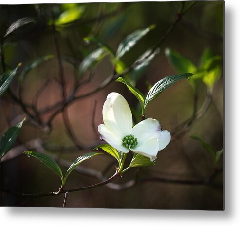 Dogwood Metal Print featuring the photograph Morning Dogwood at Buffalo River Trail by Michael Dougherty