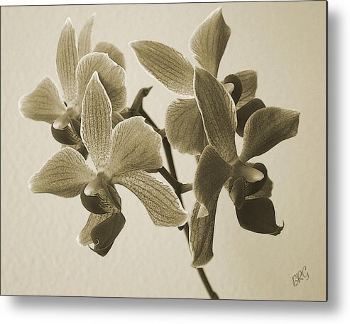 Orchid Metal Print featuring the photograph Morning Orchid by Ben and Raisa Gertsberg