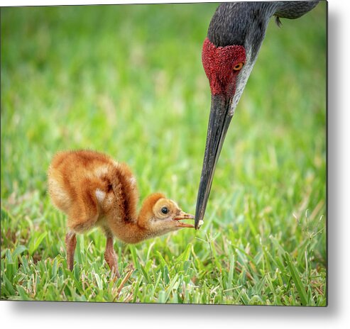 Myeress Metal Print featuring the photograph Mother feeding baby by Joe Myeress