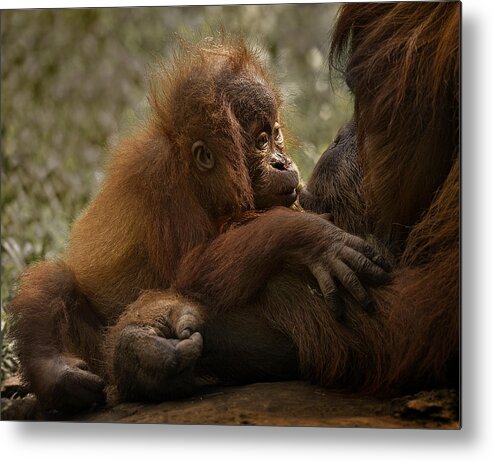 Orangutan Metal Print featuring the photograph Mother's Love by C.s.tjandra