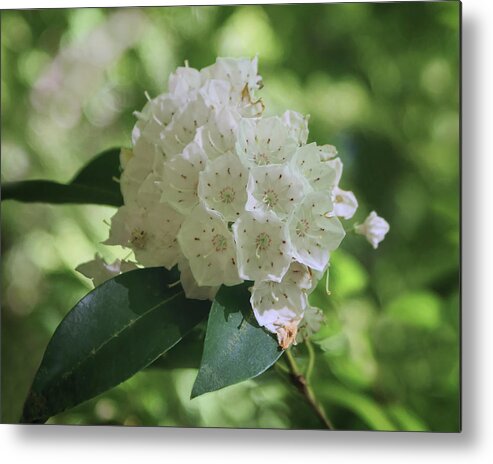 Wildflowers Metal Print featuring the photograph Mountain Laurel - Spring by Nikolyn McDonald