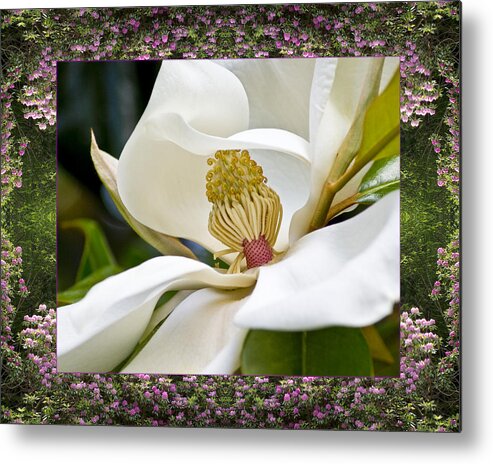Nature Photos Metal Print featuring the photograph Mountain Magnolia by Bell And Todd