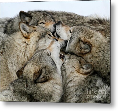 Timber Wolf Metal Print featuring the photograph Muzzle nuzzle by Heather King