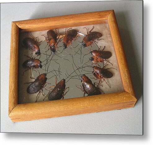  Metal Print featuring the mixed media Narcissistic Cockroaches by Roger Swezey