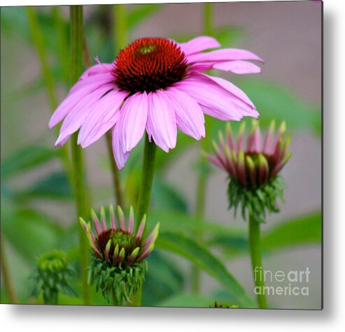Pink Metal Print featuring the photograph Nature's Beauty 80 by Deena Withycombe