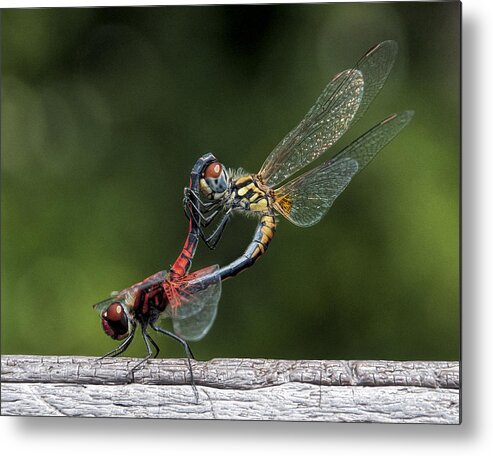 Dragonfly Metal Print featuring the photograph Nature's color by Pete Rems